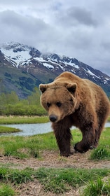 Desde Anchorage: Tierra Salvaje, Vida Salvaje y Experiencia en los Glaciare...