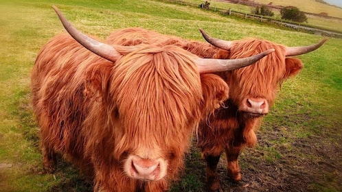 インバネススコットランド北部ハイランド地方をのんびり巡るプライベートツアー