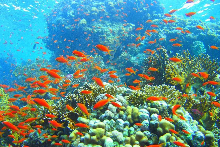 Picture 3 for Activity Sharm El-Sheikh: White Island & Ras Mohammed Snorkel Trip
