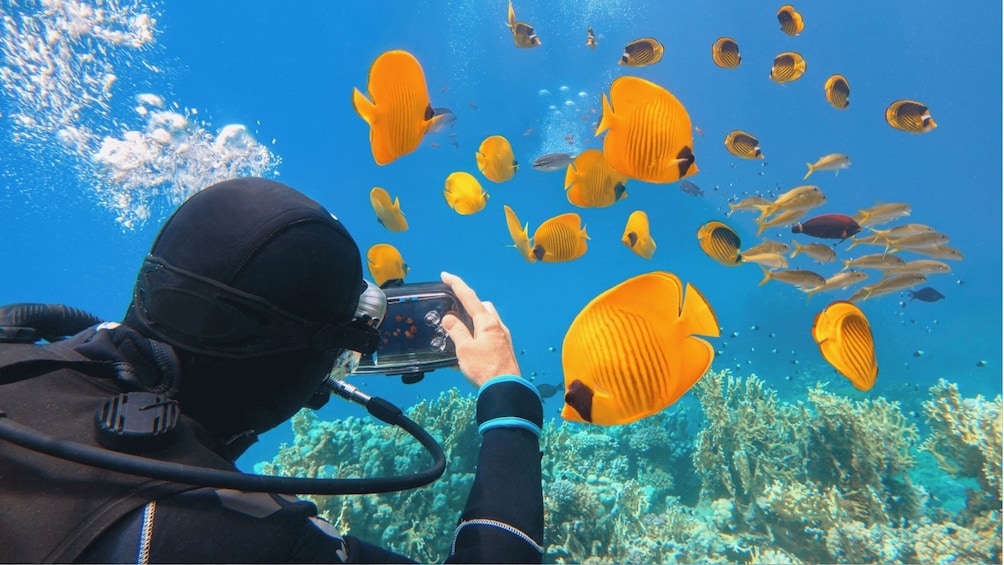 Picture 8 for Activity Sharm El-Sheikh: Ras Mohamed & White Island Snorkeling Trip