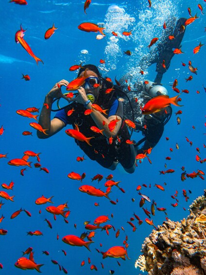 Picture 43 for Activity Sharm El-Sheikh: White Island & Ras Mohamed Cruise Adventure