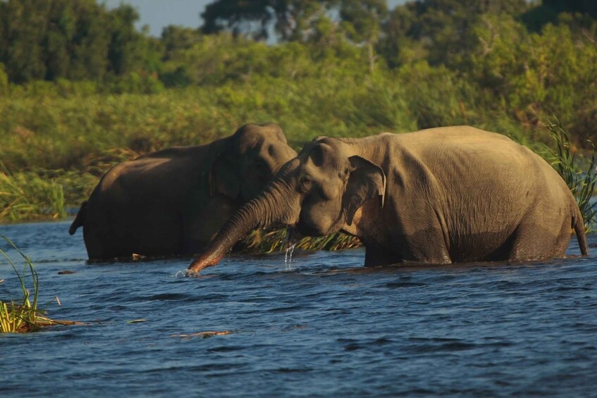 Picture 4 for Activity Sri Lanka: Gal Oya National Park Overnight Tour