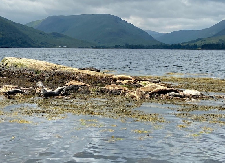 Picture 2 for Activity Fort William: Seal Spotting Loch Linnhe Cruise