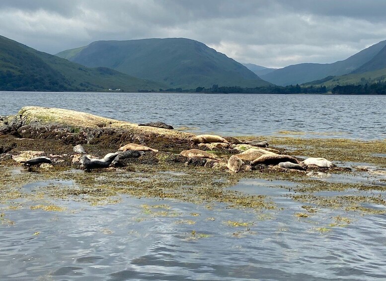 Picture 2 for Activity Fort William: Seal Spotting Loch Linnhe Cruise