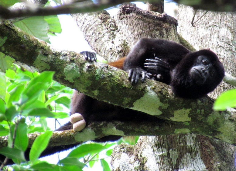 Picture 5 for Activity San Jose Costa Rica: Manuel Antonio National Park Tour