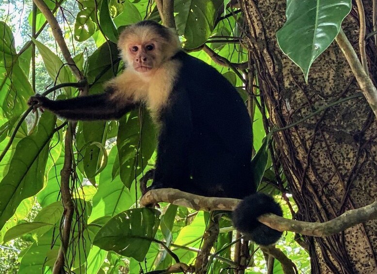 Picture 2 for Activity San Jose Costa Rica: Manuel Antonio National Park Tour