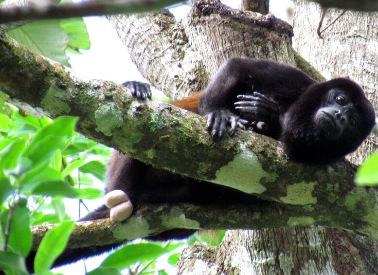 Picture 5 for Activity San Jose Costa Rica: Manuel Antonio National Park Tour