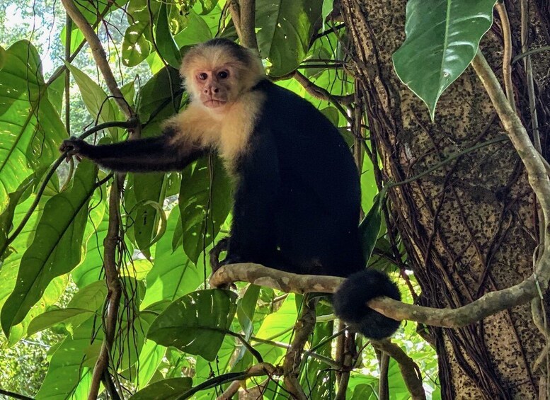 Picture 2 for Activity San Jose Costa Rica: Manuel Antonio National Park Tour