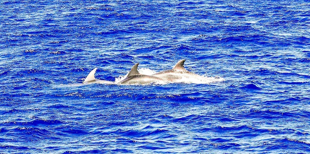 Picture 8 for Activity Mallorca: Dolphin Watching Cruise