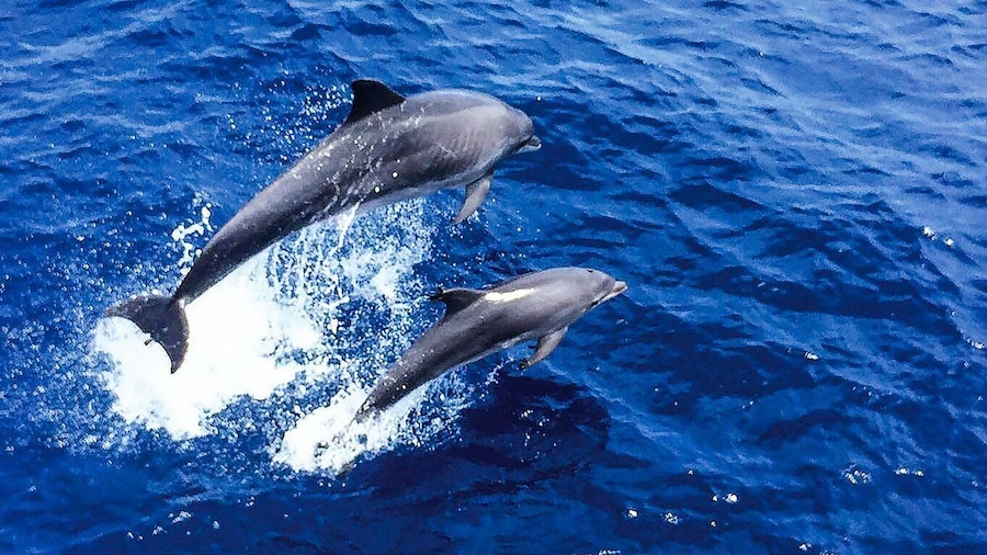 Mallorca: Dolphin Watching Cruise