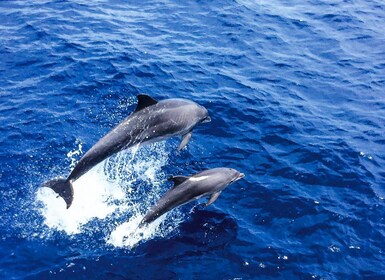 Mallorca : Observation des dauphins croisière