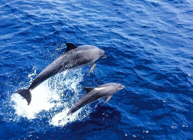 Mallorca : Observation des dauphins croisière