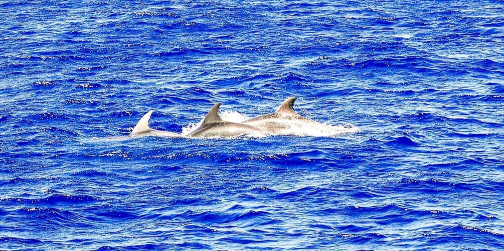 Picture 8 for Activity Mallorca: Dolphin Watching Cruise