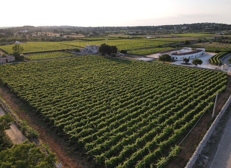 Picture 3 for Activity Martina Franca: Wine & Local Products Tasting