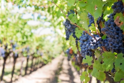 Martina Franca: Verkostung von Wein und lokalen Produkten