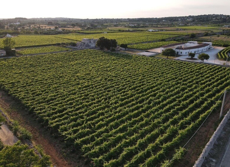 Picture 3 for Activity Martina Franca: Wine & Local Products Tasting