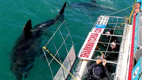 Da Città del Capo: Immersione in gabbia con gli squali e tour dei pinguini