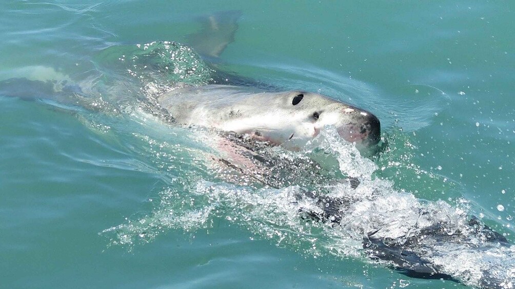 Picture 3 for Activity From Cape Town: Shark Cage Diving and Penguin Tour