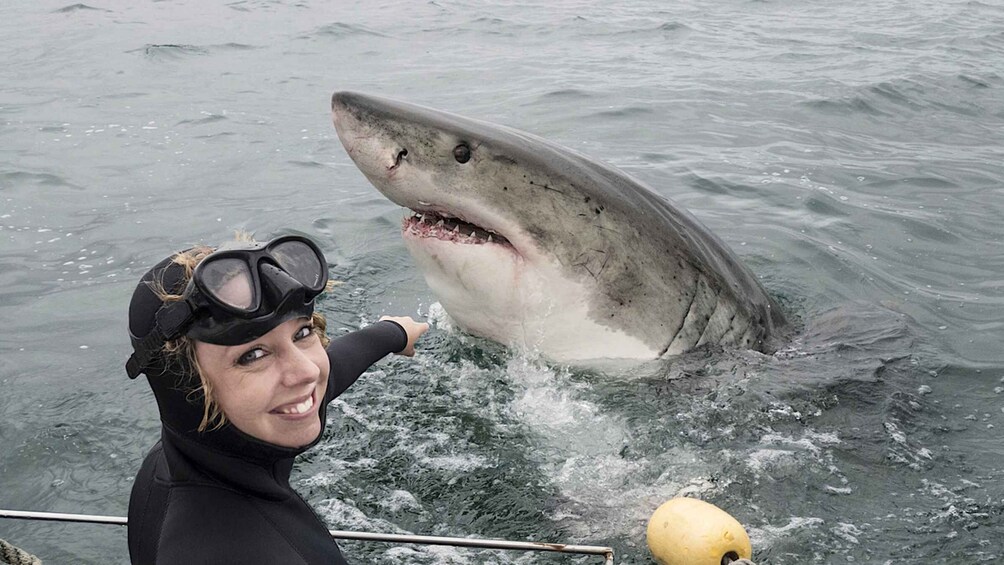 Picture 1 for Activity From Cape Town: Shark Cage Diving and Penguin Tour