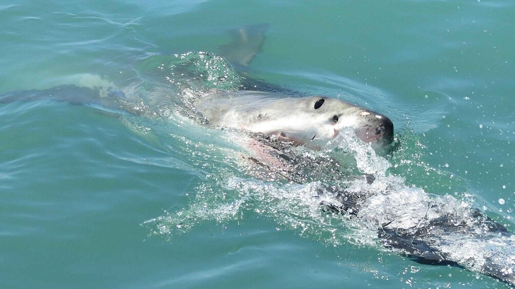 Picture 3 for Activity From Cape Town: Shark Cage Diving and Penguin Tour