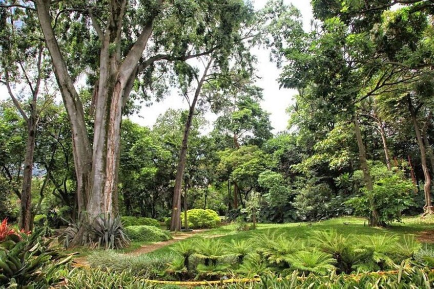 Picture 5 for Activity Medellín: Botanical Gardens Half-Day Tour