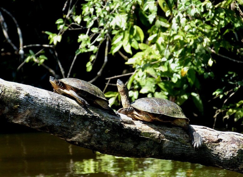 Picture 6 for Activity From San Jose: 3-Day Tortuguero National Park Excursion