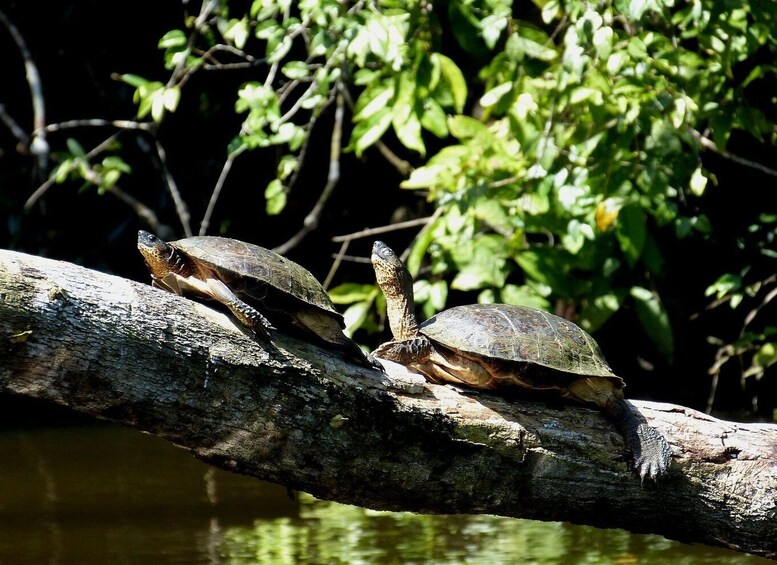 Picture 6 for Activity From San Jose: 3-Day Tortuguero National Park Excursion