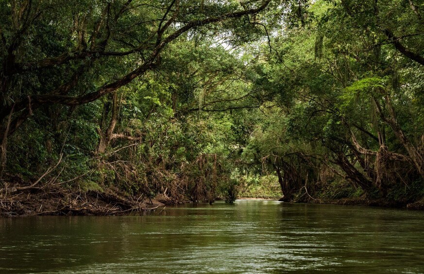 Picture 1 for Activity From San Jose: 3-Day Tortuguero National Park Excursion