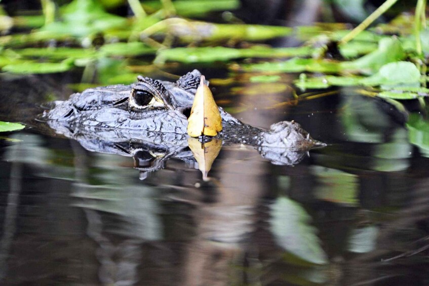 Picture 7 for Activity From San Jose: 3-Day Tortuguero National Park Excursion