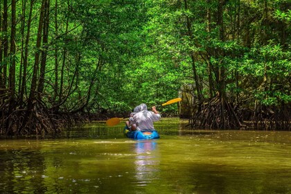 Vanuit San José: 3-daagse excursie naar het nationale park Tortuguero