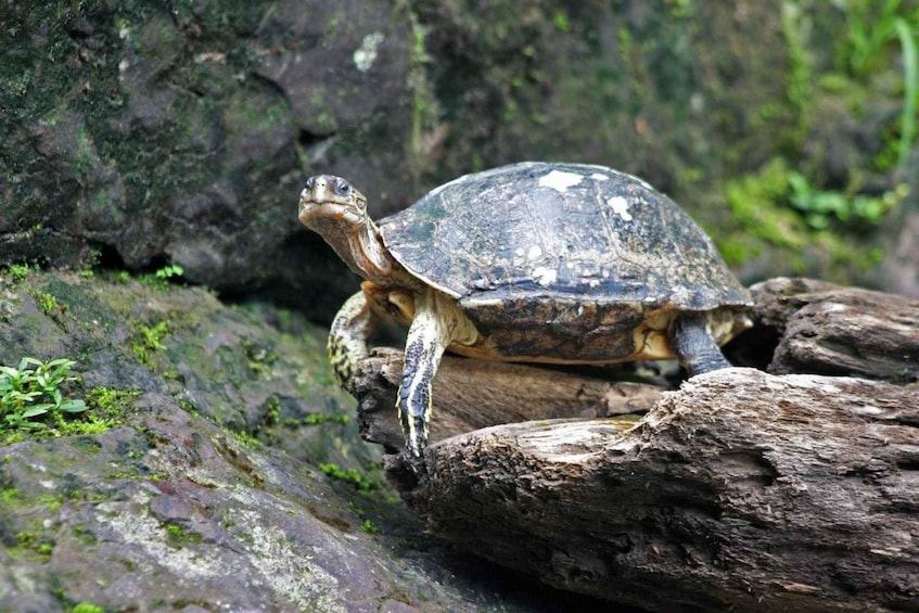 Picture 3 for Activity From San Jose: 3-Day Tortuguero National Park Excursion