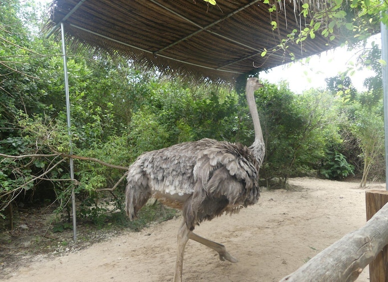 Picture 6 for Activity Zanzibar: Jozani Forest, Local Zoo and Swimming with Turtles