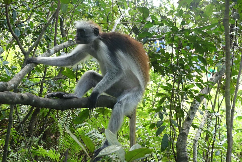 Picture 4 for Activity Zanzibar: Jozani Forest, Local Zoo and Swimming with Turtles