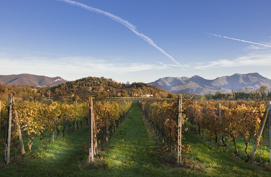 Picture 5 for Activity From Bologna: Franciacorta Lunch and Wine Tasting