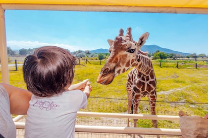 Mexico Citystä: Teotihuacan Tour & Reino Animal For Kids: Teotihuacan Tour ...