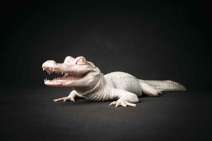 Madeira Beach: Alligator and Wildlife Discovery Center