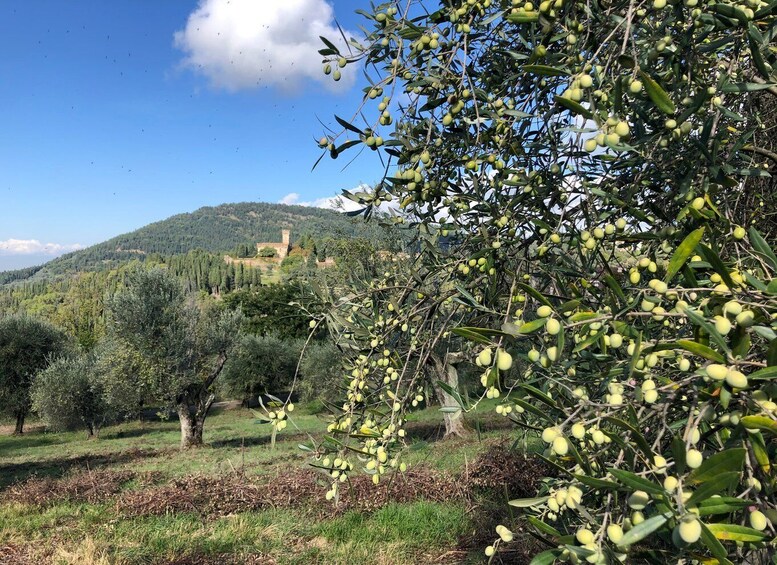 Picture 14 for Activity Florence: Local Hiking Tour with Wine and Lunch