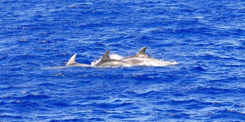 Mallorca: 3-tunnin iltapäivän delfiinikatseluveneajelu