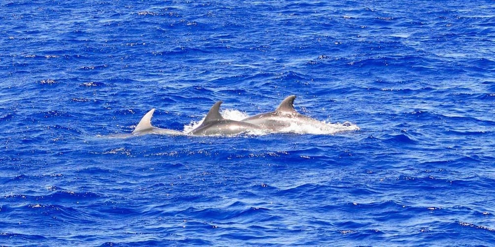 Mallorca: 3-Hour Afternoon Dolphin Watching Boat Tour