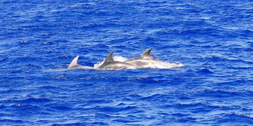 Mallorca: Tur Perahu 3 Jam Sore untuk Mengamati Lumba-lumba