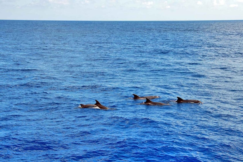 Picture 8 for Activity Mallorca: 3-Hour Afternoon Dolphin Watching Boat Tour