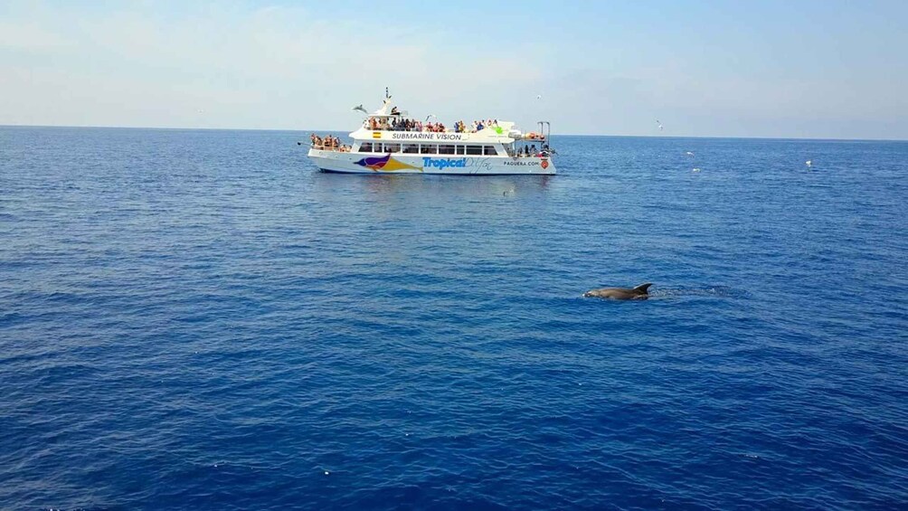 Picture 4 for Activity Mallorca: 3-Hour Afternoon Dolphin Watching Boat Tour