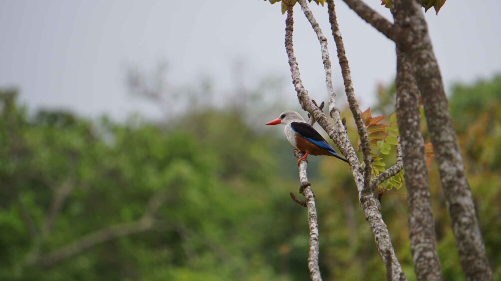 Picture 3 for Activity Santo Antão: Full Day Island Tour & Visit to Cova de Paúl