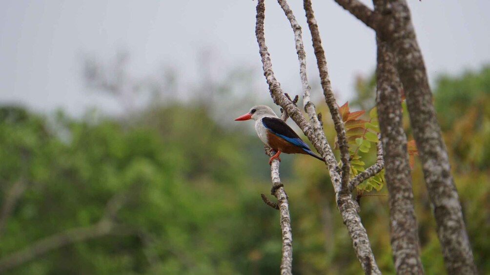 Picture 3 for Activity Santo Antão: Full Day Island Tour & Visit to Cova de Paúl