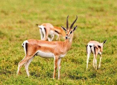 Agadir: Sous Massa National Park Woestijnsafari Tour & Lunch