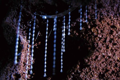 Costa Dorada: Visita Nocturna a la Lombriz Brillante del Puente Natural