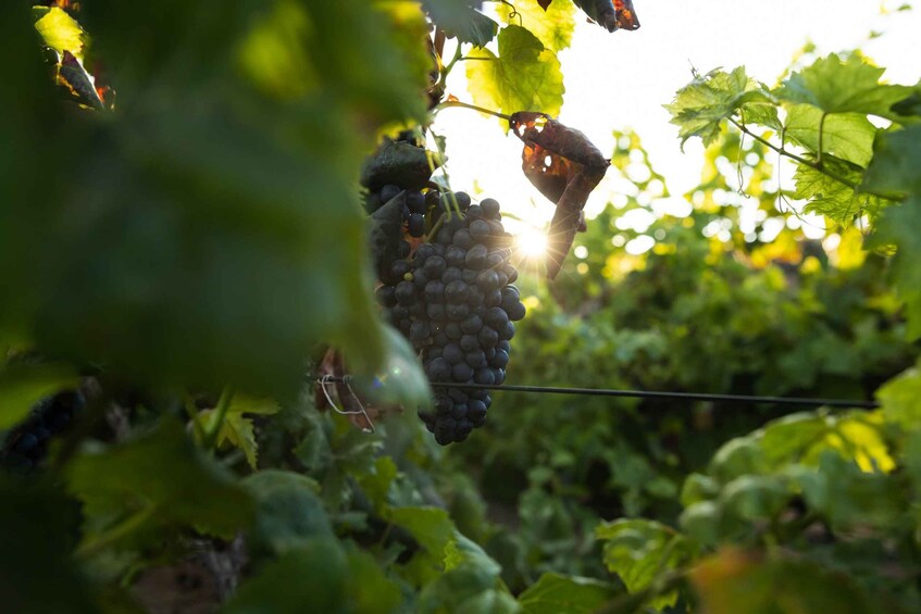 Picture 2 for Activity Fuerteventura: Tour of Bodega Conatvs Vineyard with Tasting