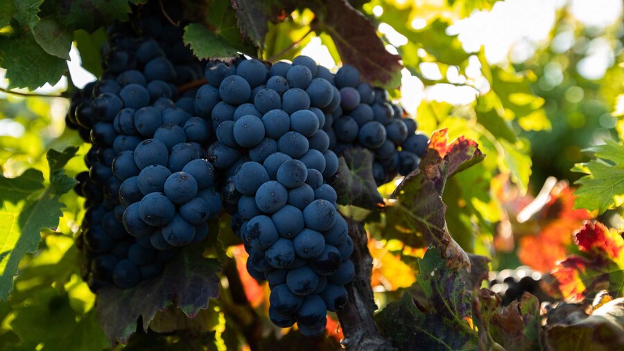 Fuerteventura: Tour of Bodega Conatvs Vineyard with Tasting