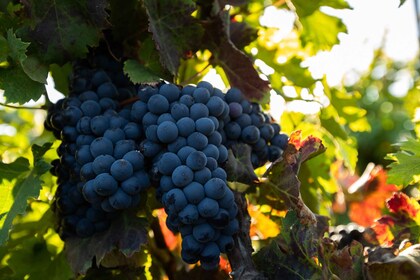 Fuerteventura: Omvisning på vingården Bodega Conatvs med vinsmaking