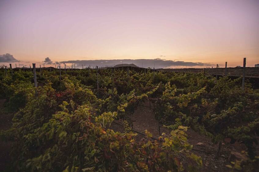 Picture 3 for Activity Fuerteventura: Tour of Bodega Conatvs Vineyard with Tasting